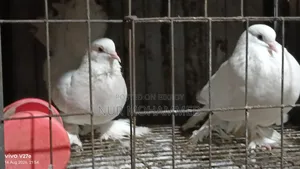 পেশোয়ারী কবুতর। ফুল এডাল্ট দাম ফিক্সড না