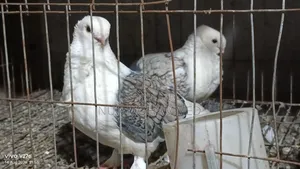 ঝরনা শারটিন কবুতর।