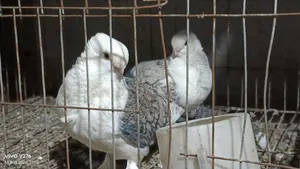 ঝরনা শারটিন কবুতর।