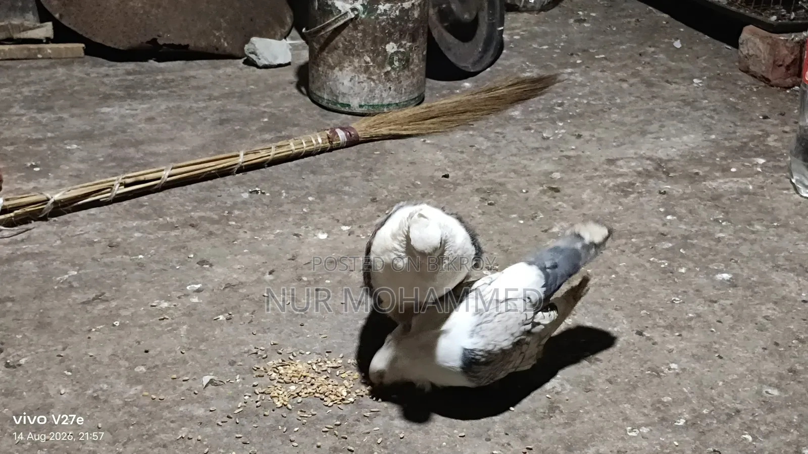 ঝরনা শারটিন কবুতর।