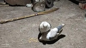 ঝরনা শারটিন কবুতর।