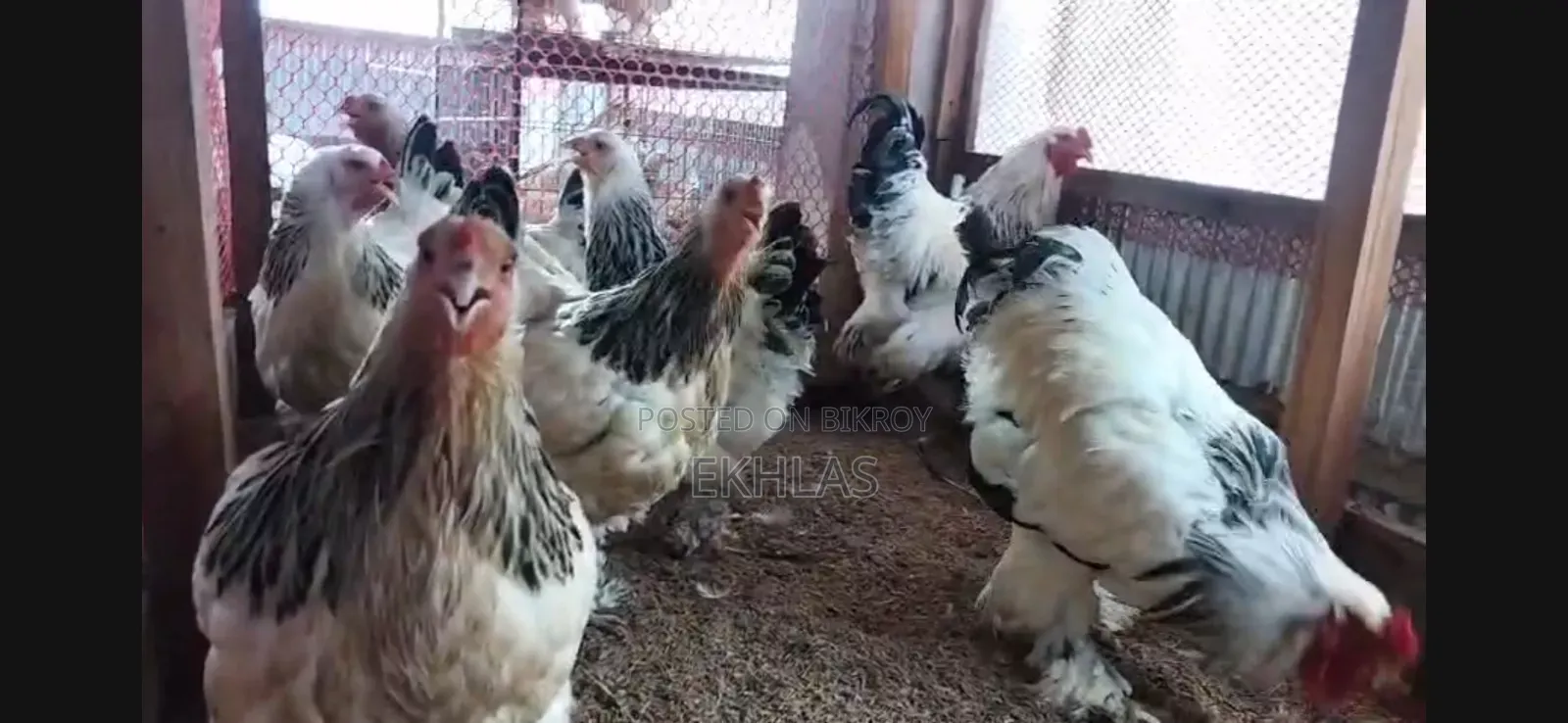 Running Brahma Chicken for Sale