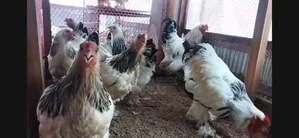 Running Brahma Chicken for Sale