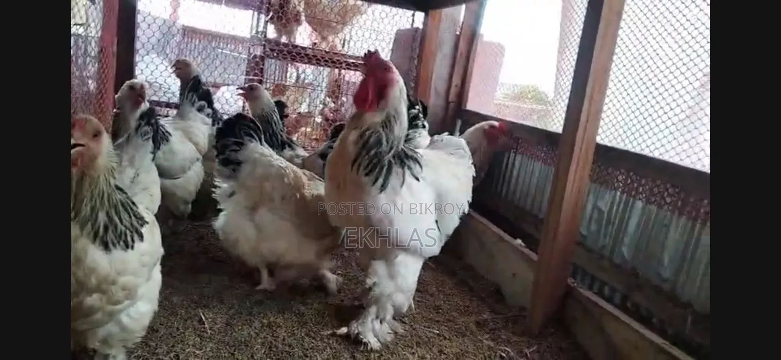 Running Brahma Chicken for Sale