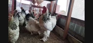 Running Brahma Chicken for Sale