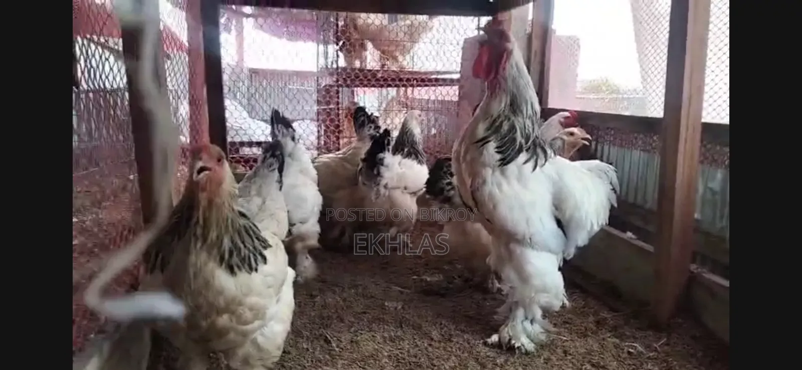 Running Brahma Chicken for Sale