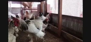 Running Brahma Chicken for Sale