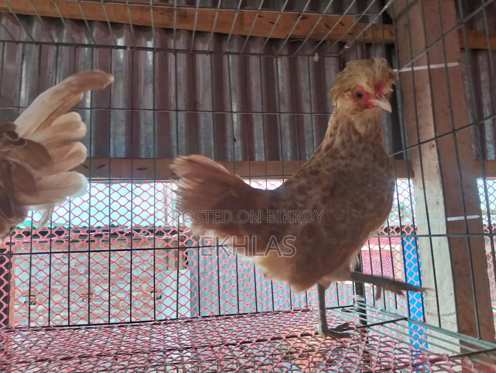 Running Buff Polishcap chicken will be sold