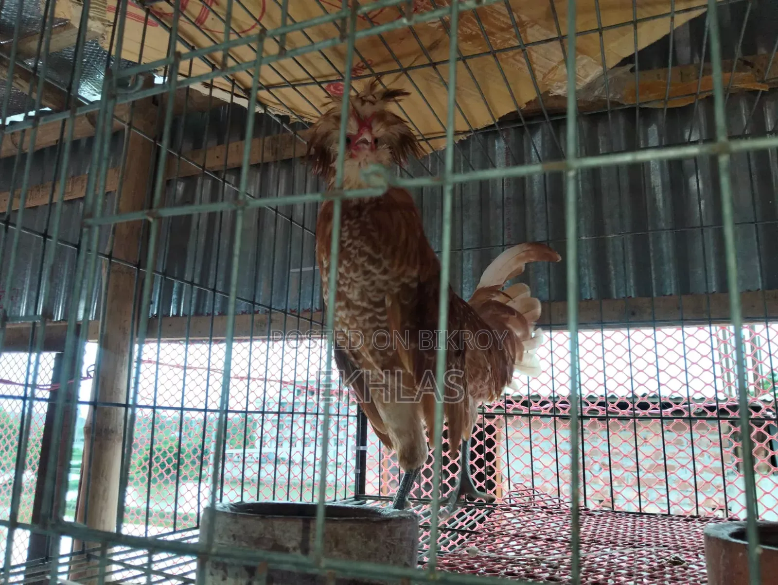Running Buff Polishcap chicken will be sold