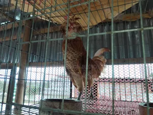 Running Buff Polishcap chicken will be sold