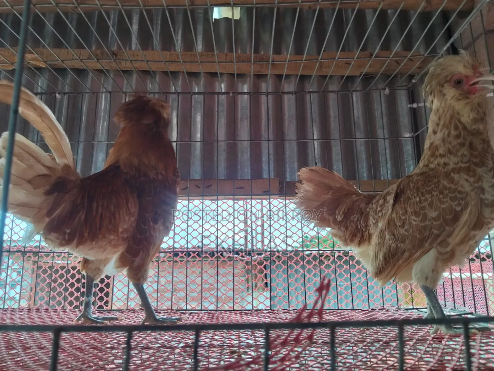Running Buff Polishcap chicken will be sold