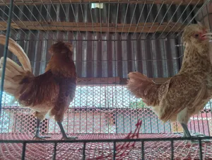 Running Buff Polishcap chicken will be sold