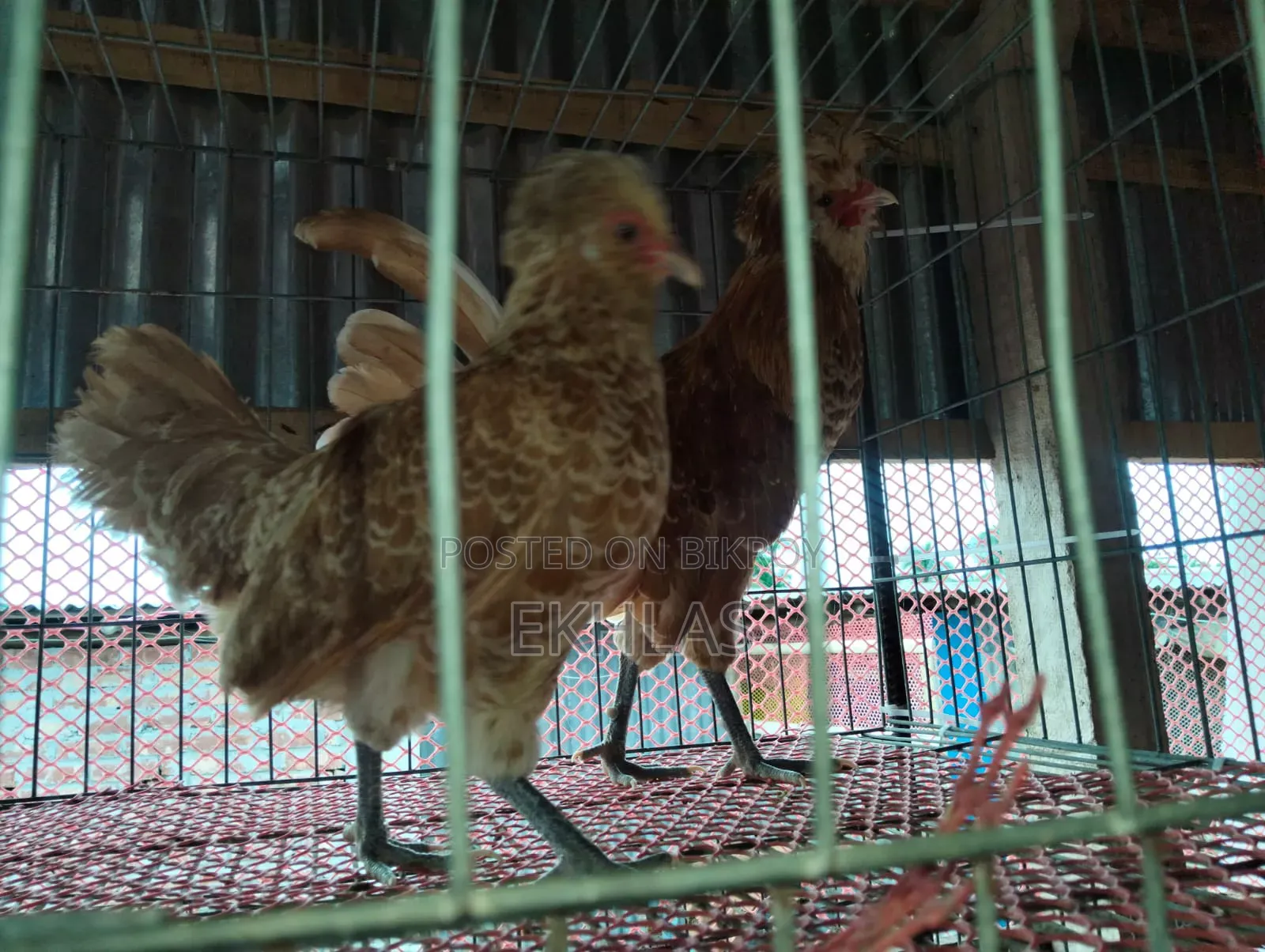 Running Buff Polishcap chicken will be sold