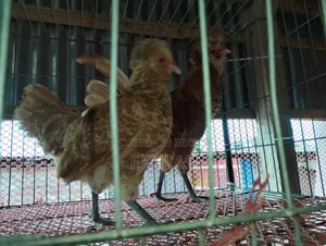 Running Buff Polishcap chicken will be sold