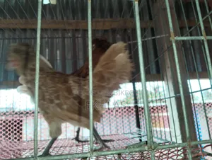 Running Buff Polishcap chicken will be sold