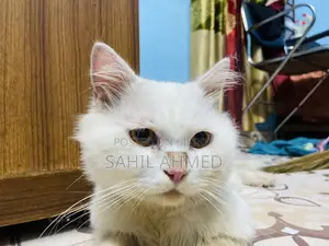 ৬-১২ মাসের পুরুষ বিশুদ্ধ পার্সিয়ান বিড়াল