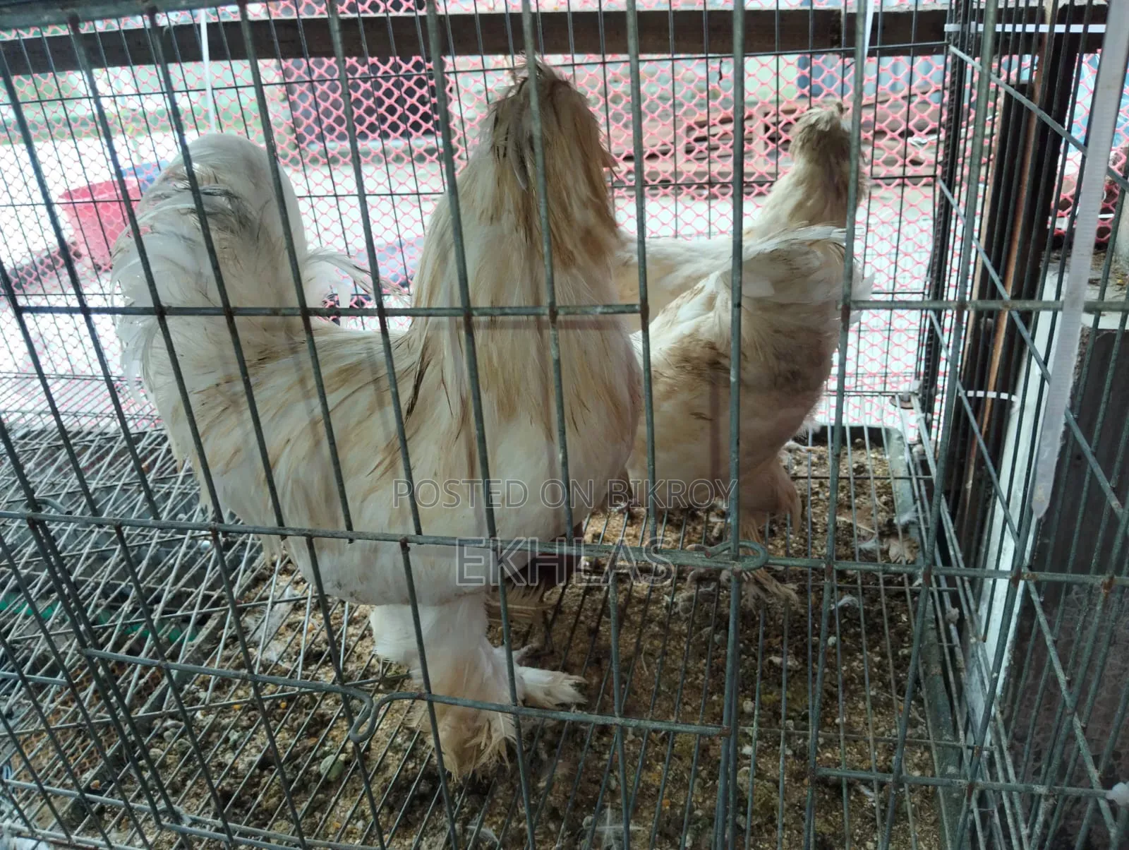 1 set of running Turkish Sultan chickens will be sold