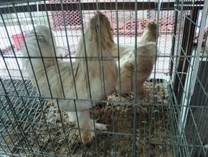 1 set of running Turkish Sultan chickens will be sold
