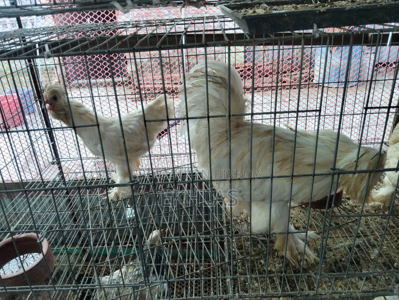 1 set of running Turkish Sultan chickens will be sold