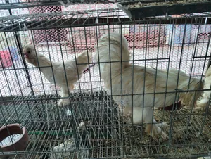 1 set of running Turkish Sultan chickens will be sold