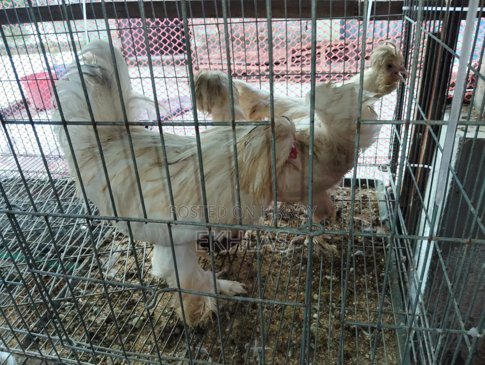 1 set of running Turkish Sultan chickens will be sold