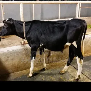 100% Holstein Friesian bull calf