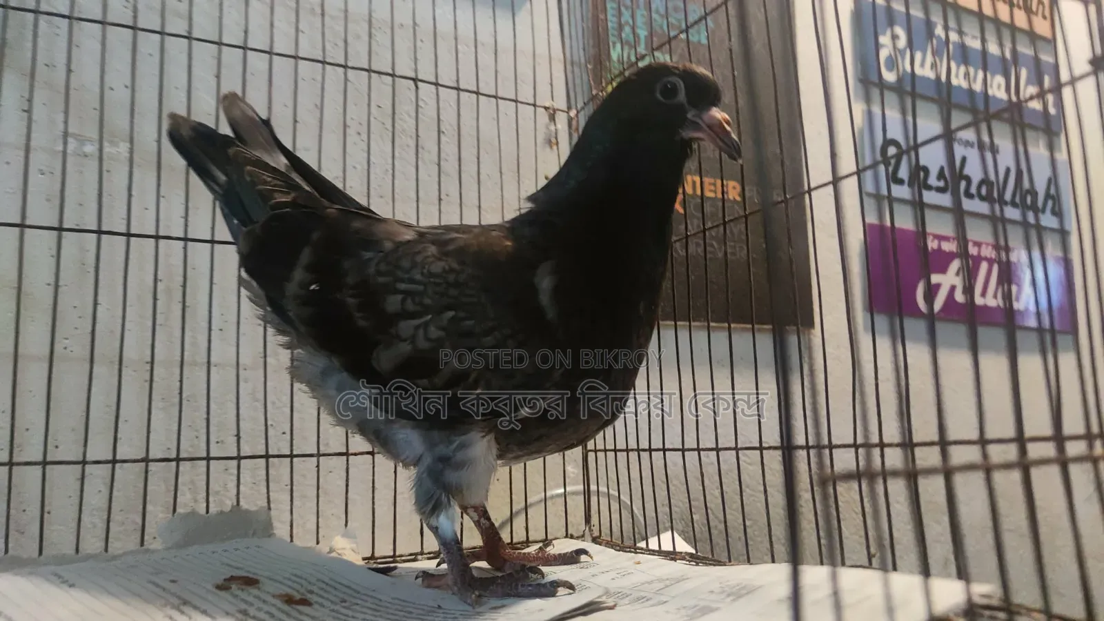 এক পিস কিং কবুতর।