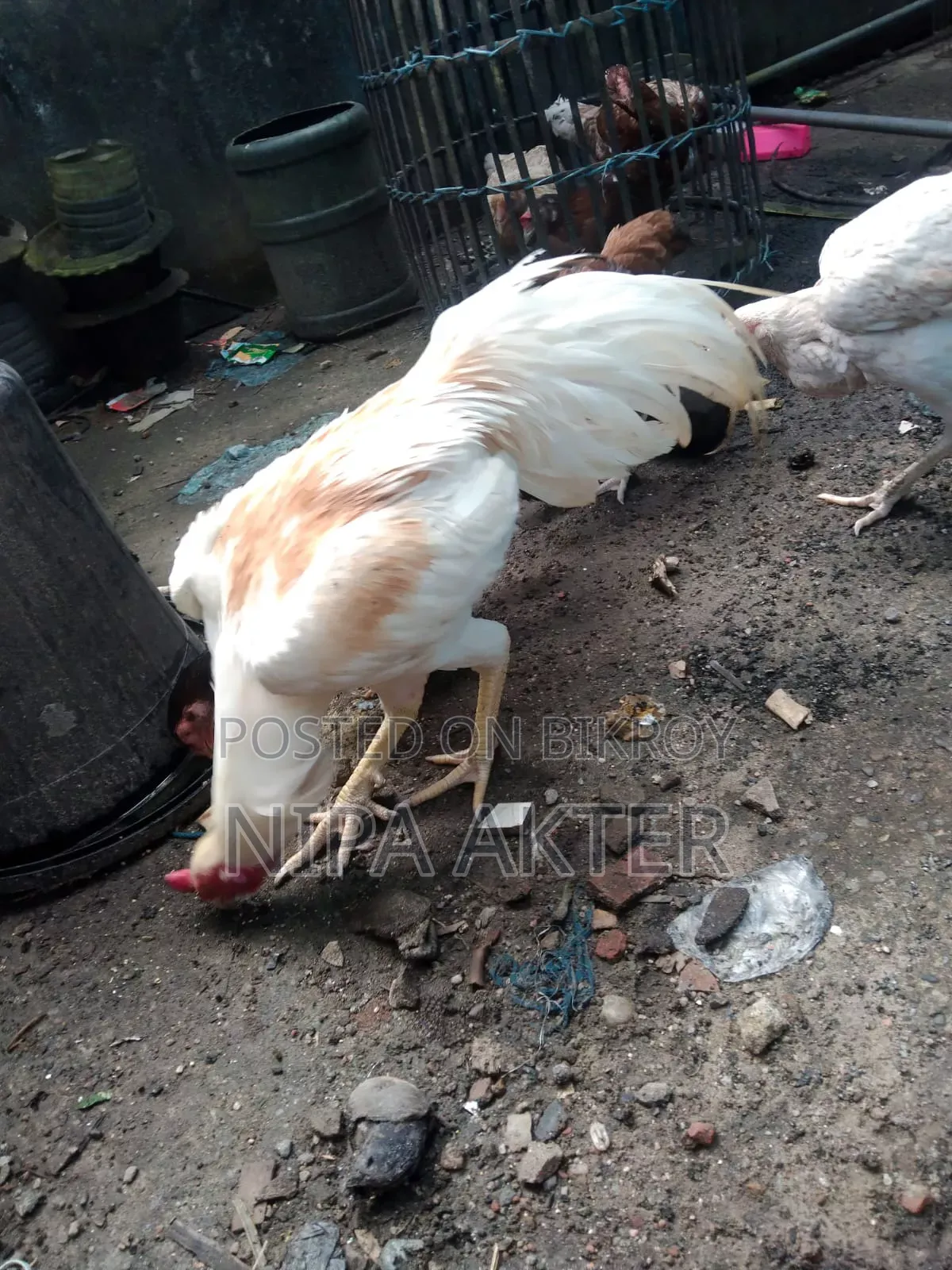 আসিল জোড়া সেল হবে