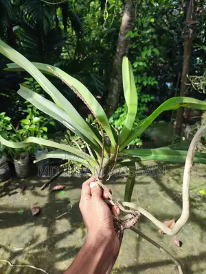 ফক্সটেইল অর্কিড (১টি গাছ)