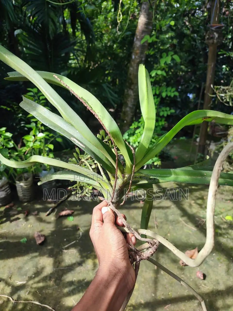 ফক্সটেইল অর্কিড (১টি গাছ)