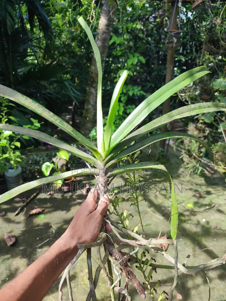 ফক্সটেইল অর্কিড (১টি গাছ)