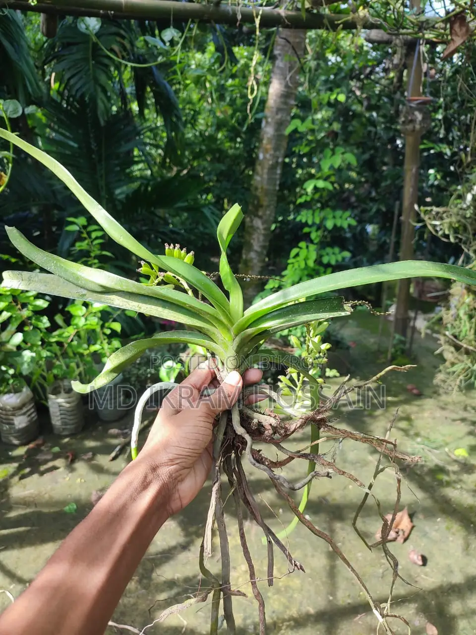 ফক্সটেইল অর্কিড (১টি গাছ)