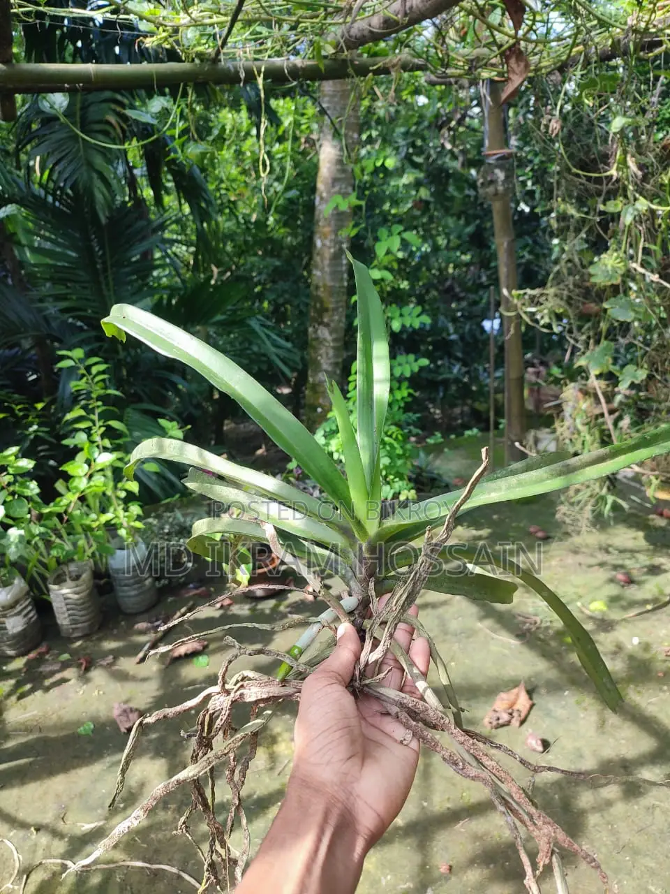 ফক্সটেইল অর্কিড (১টি গাছ)