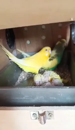 Running Budgerigar Birds with Full Setup and 2 Pieces Babies