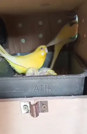 Running Budgerigar Birds with Full Setup and 2 Pieces Babies