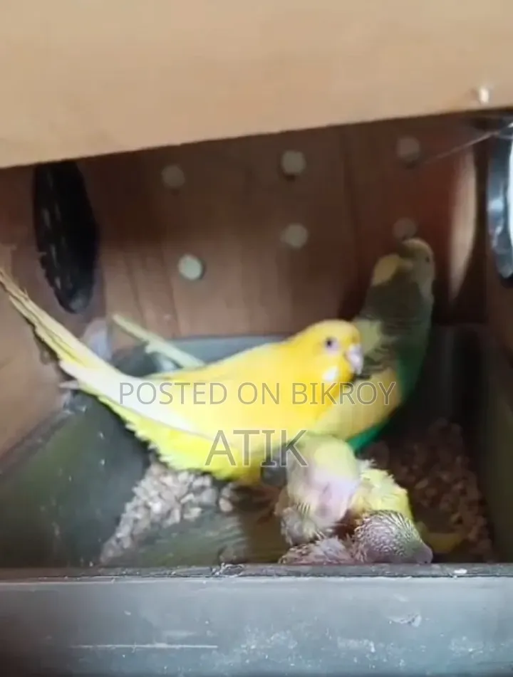 Running Budgerigar Birds with Full Setup and 2 Pieces Babies