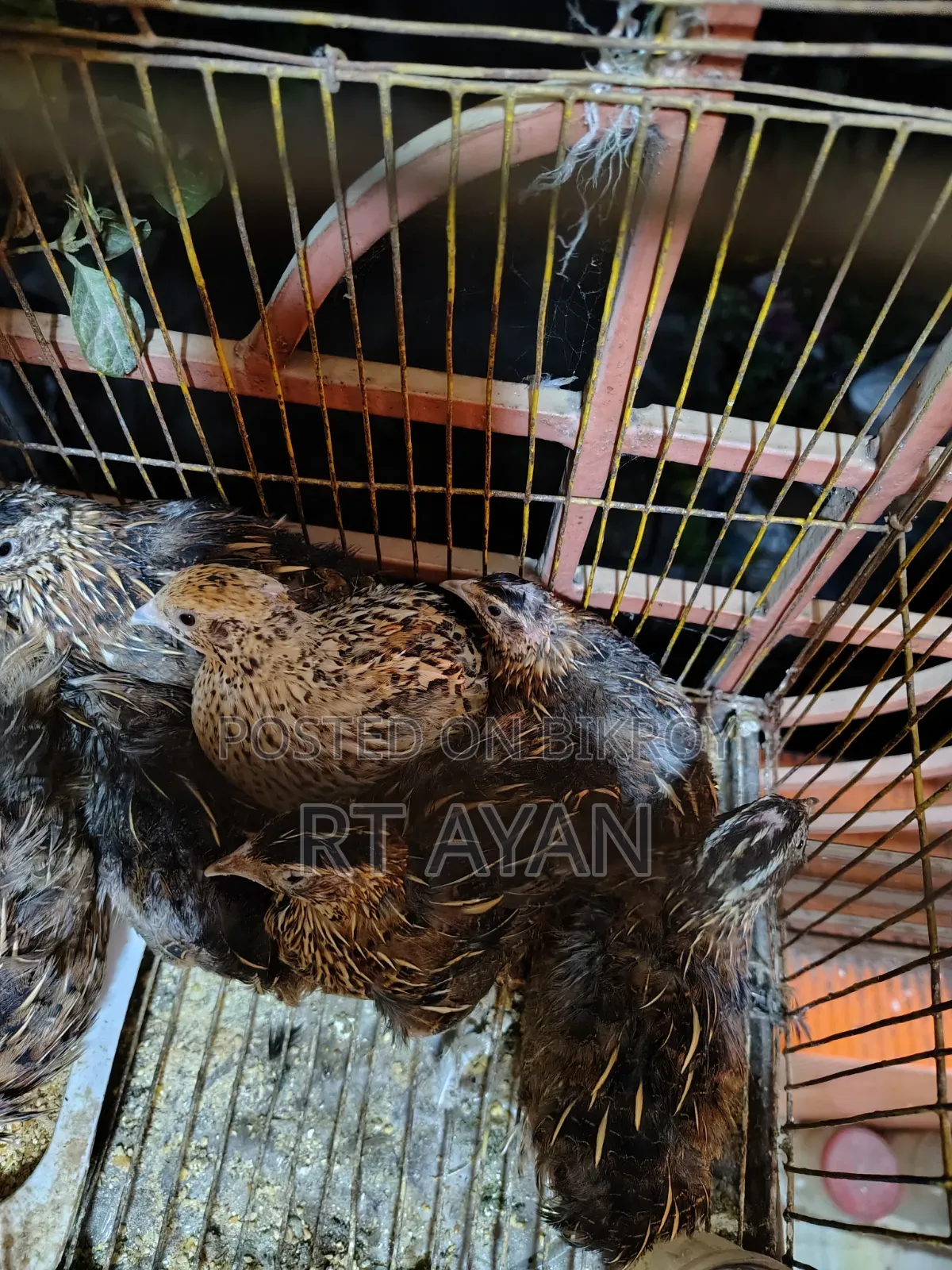 Egg-laying Quails for Sale