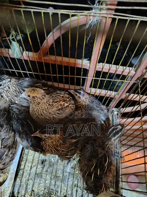 Egg-laying Quails for Sale