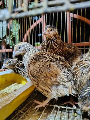 Egg-laying Quails for Sale