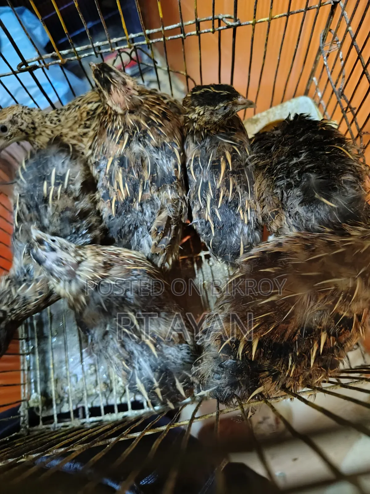 Egg-laying Quails for Sale