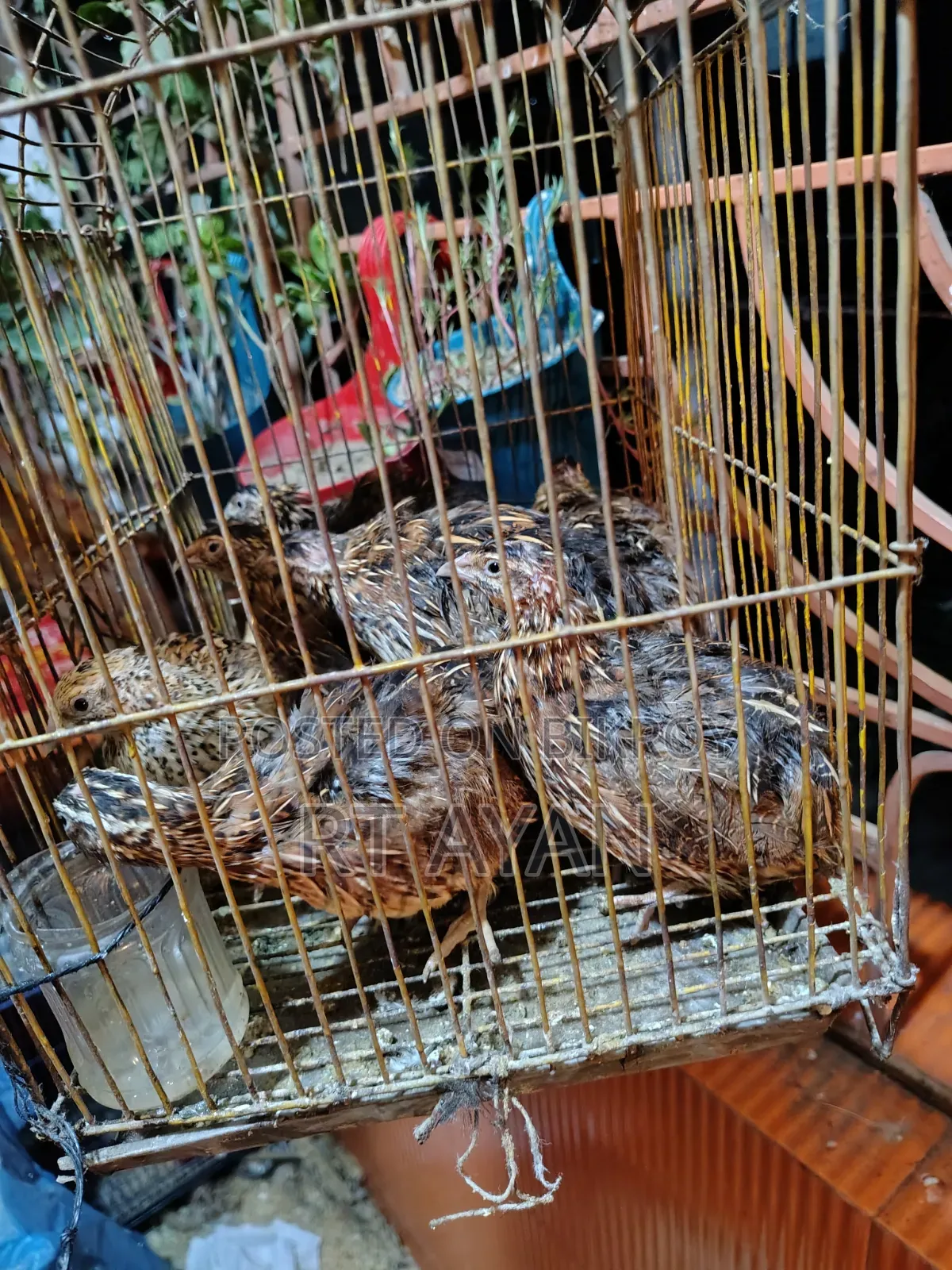 Egg-laying Quails for Sale