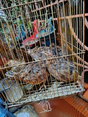 Egg-laying Quails for Sale