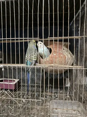Running Budgerigar Pair