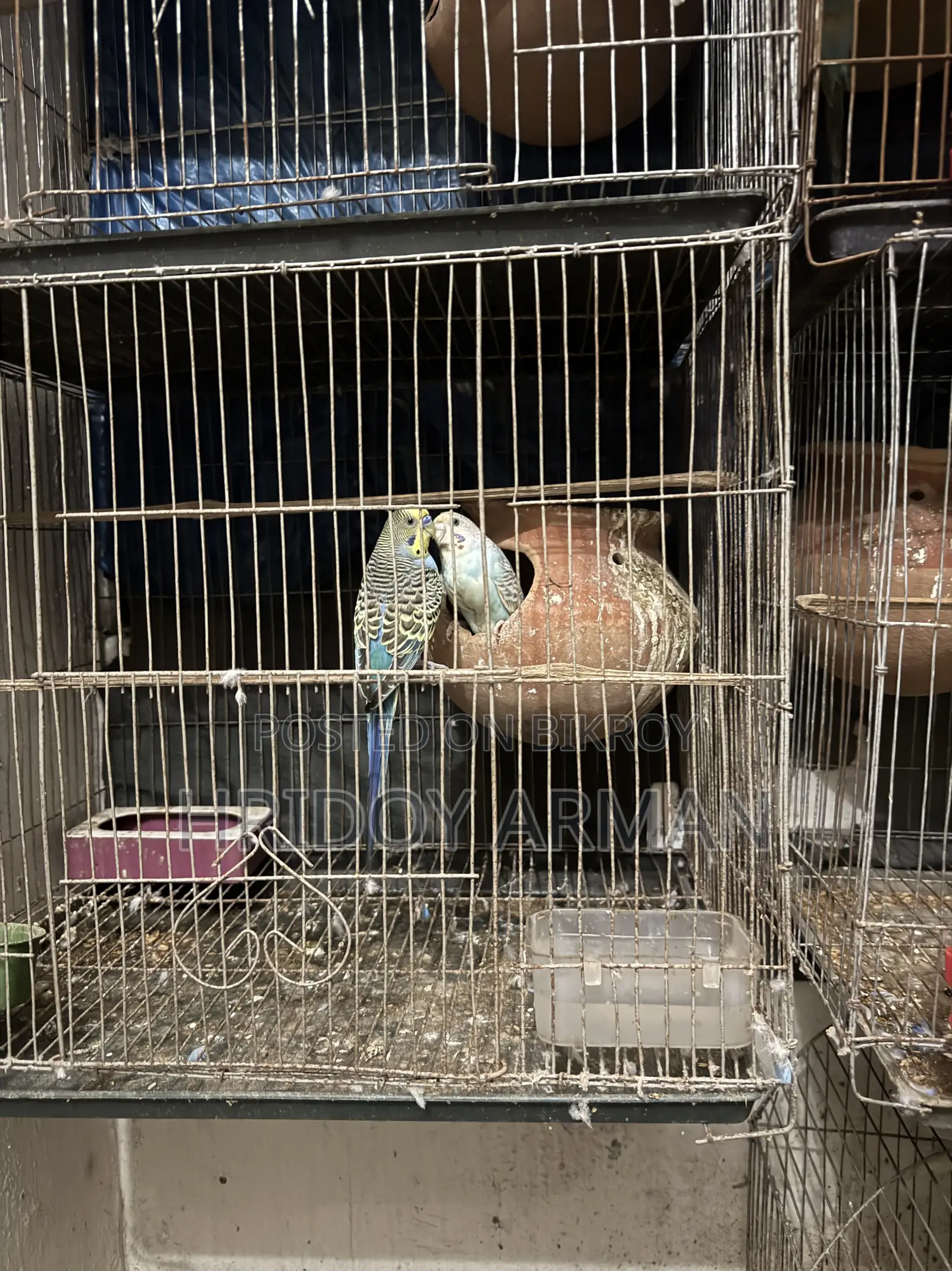 Running Budgerigar Pair