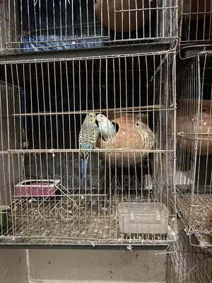 Running Budgerigar Pair