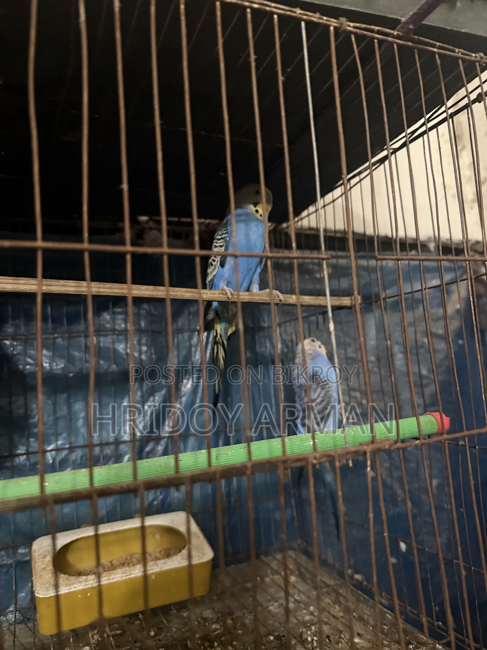 Running Budgerigar Pair