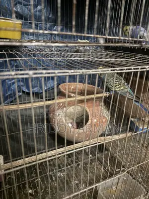 Running Budgerigar Pair