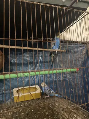 Running Budgerigar Pair
