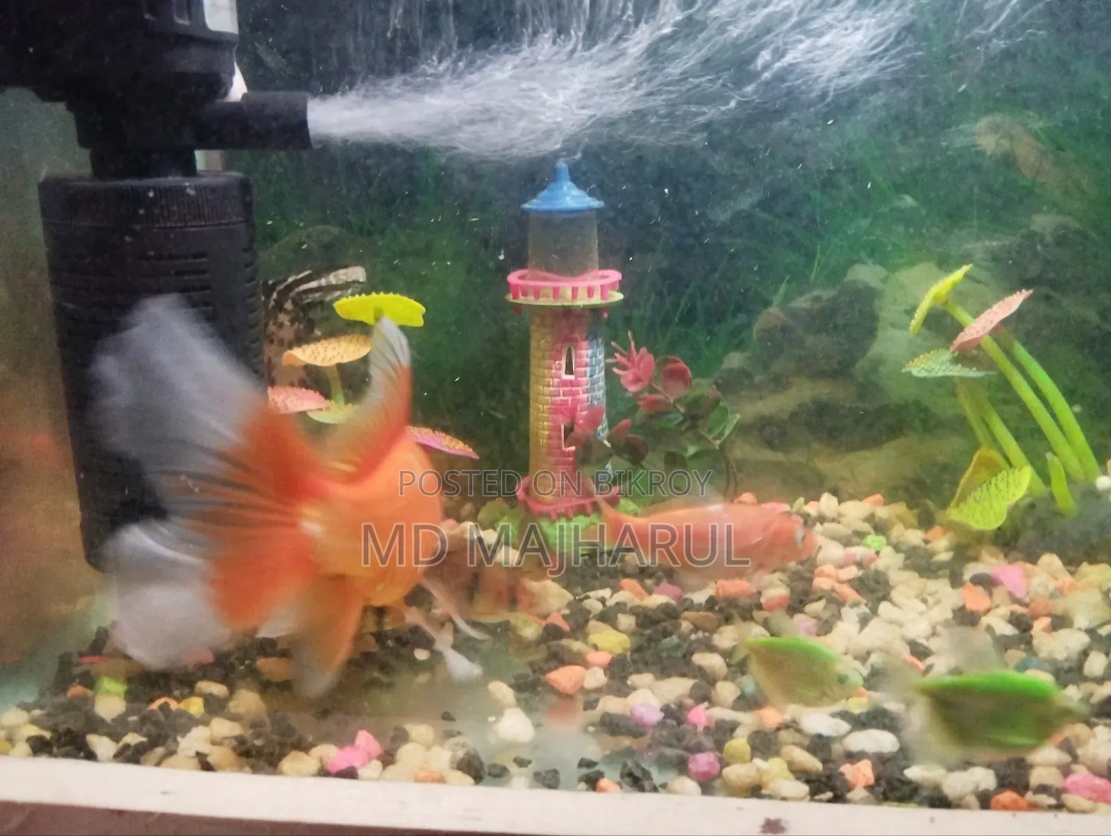 ১৩ পিস সুস্থ একোরিয়ামের মাছ