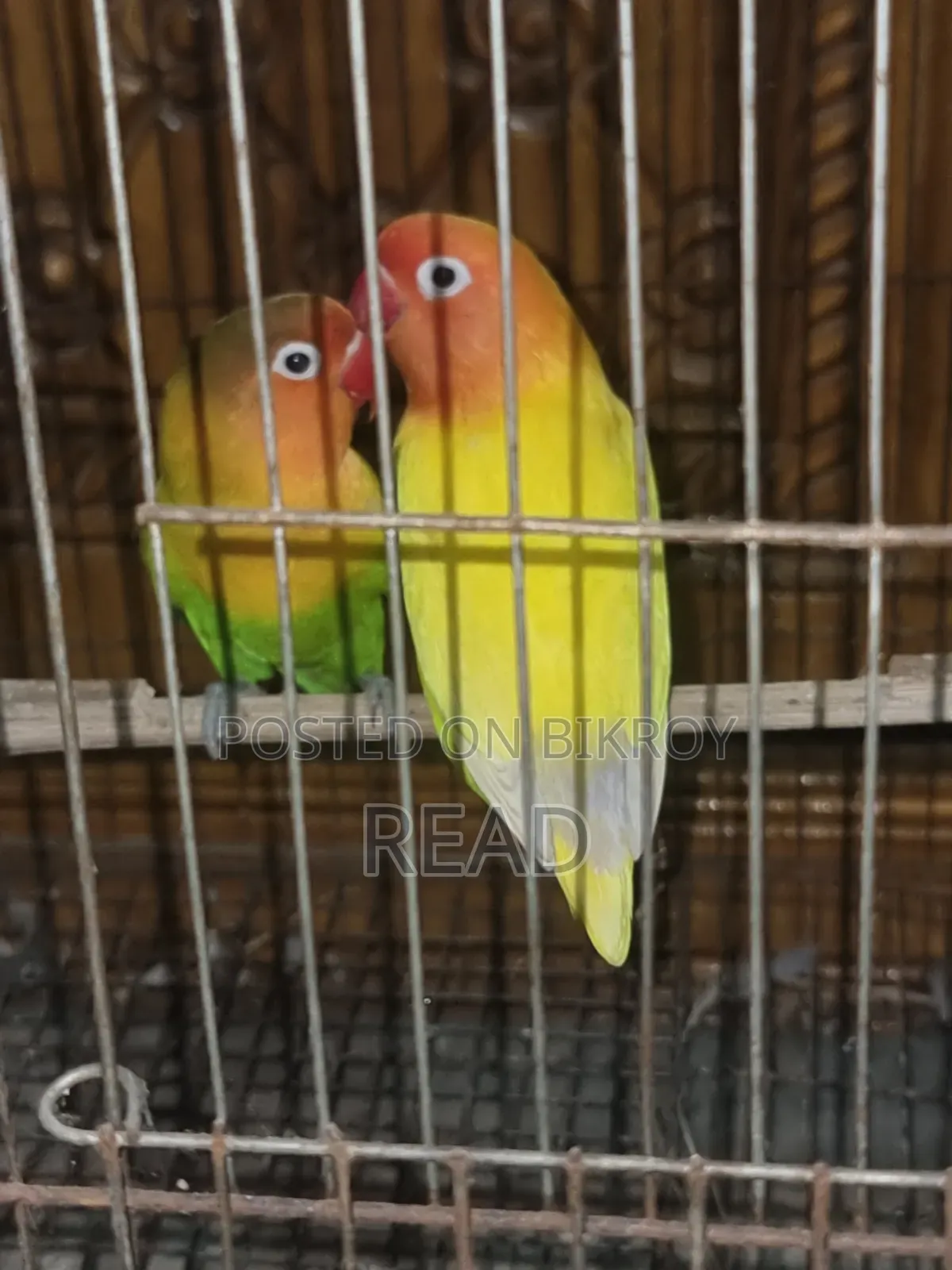 Lovebird Bird